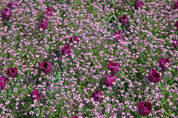 Fototapeta premium Purple Flowers