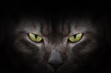 Fototapete Panther Augen einer schwarzen Katze in dunklen, hypnotischen Katzenaugen