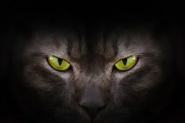 Abwaschbare Fototapete Panther Augen der schwarzen Katze im Dunkeln, hypnotische Katzenaugen