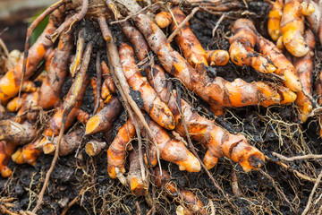 dig turmeric under the soil