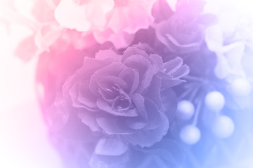 rose in soft style