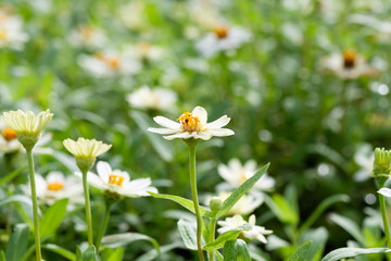 White flowers