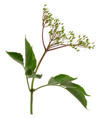Overblown european elder, Sambucus nigra isolated on white background