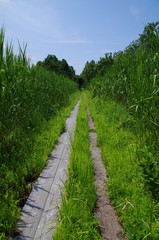 青空とまっすぐに伸びる湿地の木道