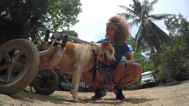 Volunteer Girl in Animal Shelter Taking Care of Disabled Dog. 4K.