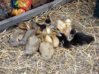 Ducklings in cage on straw