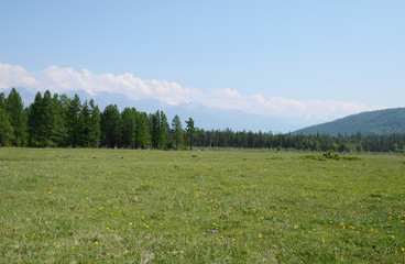 Fototapeta premium Summer pasture in the foothill of East Sayan Mountains