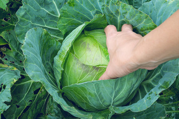 Obraz premium Handle cabbage fresh from the tree.