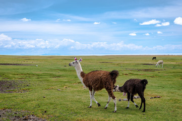 Fototapeta premium Flock of Llamas grazing at Coqueza Village in Uyuni, Bolivia