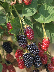 Brombeeren,  Rubus sectio Rubus, Blackberries