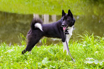 Laika is hunting dog for hunting wild fowl and animals. Husky dog standing on meadow. Exhibition Stand dogs. Beautiful dog on a walk.