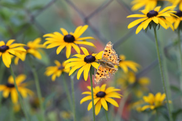 Brown butterfly on yellow flowers