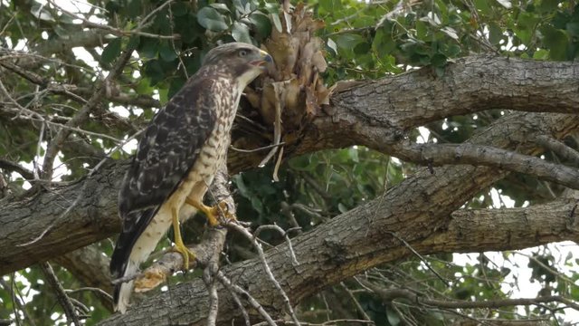 Hawk Stands on One Leg in Tree Then Climbs Branch, 4K