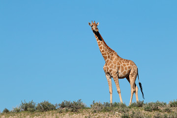 A giraffe (Giraffa camelopardalis) against a blue sky, Kalahari desert, South Africa.