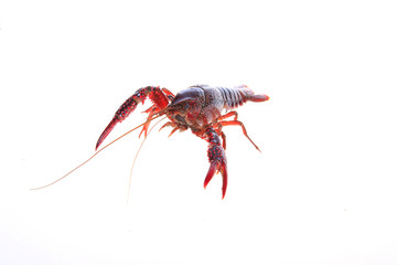 Crawfish