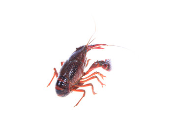 Crawfish