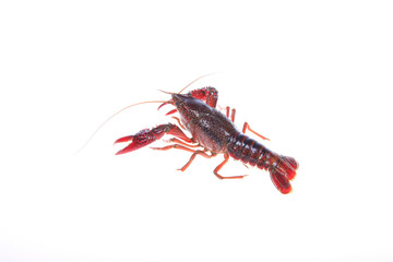 Crawfish