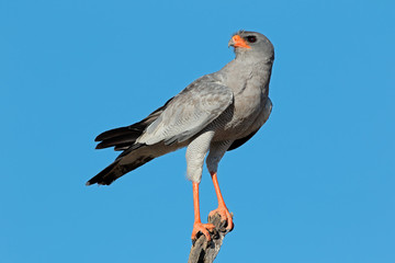 Pale Chanting goshawk (Melierax canorus) perched on a branch, Kalahari desert, South Africa.