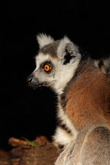 Portrait of a ring-tailed lemur (Lemur catta), Madagascar .