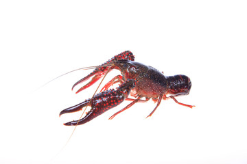 Crawfish