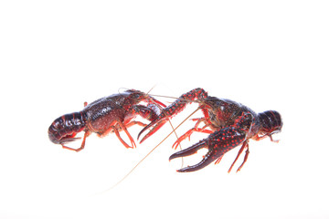 Crawfish