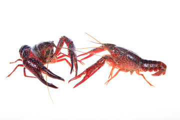 Crawfish