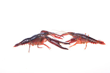Crawfish
