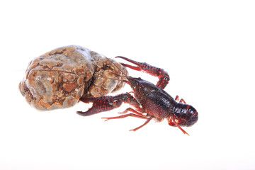 Crawfish