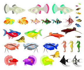 Aquarium Fish Isolated on White Background