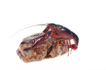 Crawfish