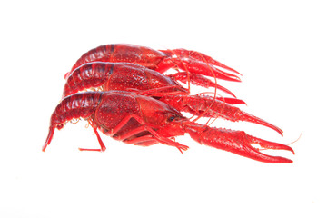 Crawfish, white background, close-up