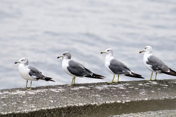ウミネコ
