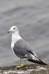 ウミネコ