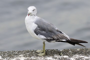 ウミネコ