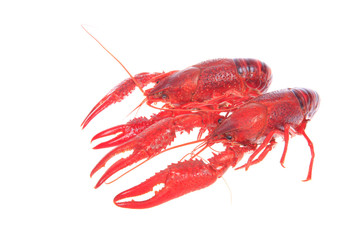 Crawfish, white background, close-up
