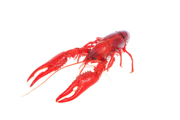 Crawfish, white background, close-up