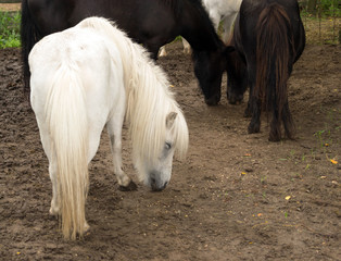 pony