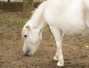 Fototapeta premium pony