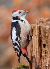 Middle spotted woodpecker sitting on a dead tree trunk