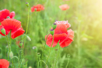 Naklejka premium Buds of red poppies on a field