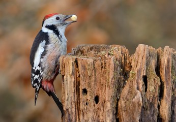 Middle spotted woodpecker sitting on a dead tree trunk