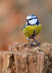 Eurasian blue tit (Cyanistes caeruleus)