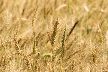 ripe wheat grains
