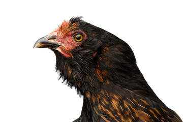 Closeup Head of Brown with Ginger Chicken Curious Looks Isolated on White Background in Profile view