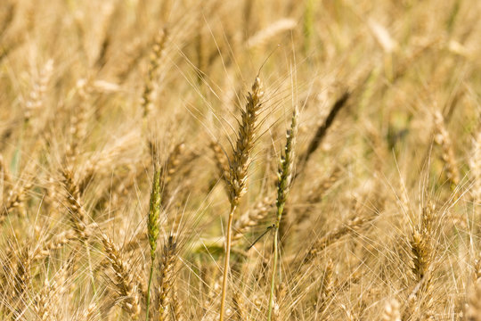 ripe wheat grains © alexbush
