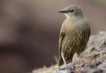 Young european starling sitting on the ground