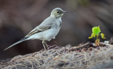 Young White Wagtail (Motacilla alba)