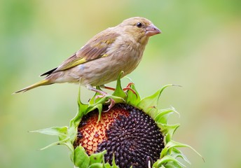 Greenfinch eating on a sunflower outdoor