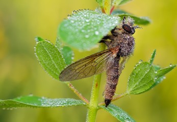 Sleeping robber fly (Asilidae - Satanas gigas) in the morning with dew drops