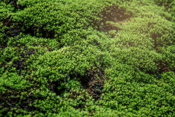 Close Up : Green moss on concrete floor background texture with selective focus, Image filter effect.